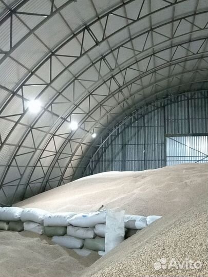 Пшеница, овес, ячмень