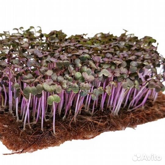 Семена для микрозелени