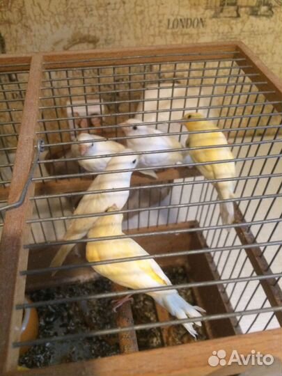 Кенара и канарейки
