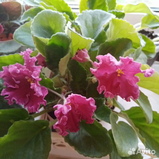 Молодые кустики фиалок сорта Бетельгейзе