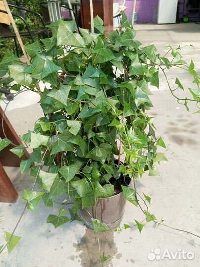 Бегония вечноцветущая и крестовник