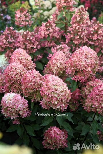 Гортензия