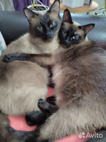 Тайская кошечка