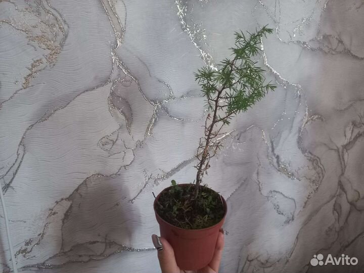 Можжевельник