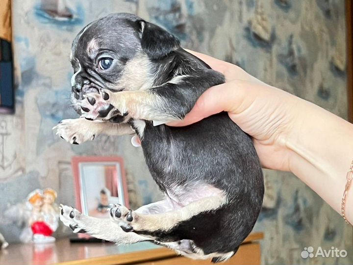 Французский бульдог