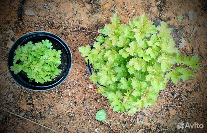 Калина Nanum Нано Нанум