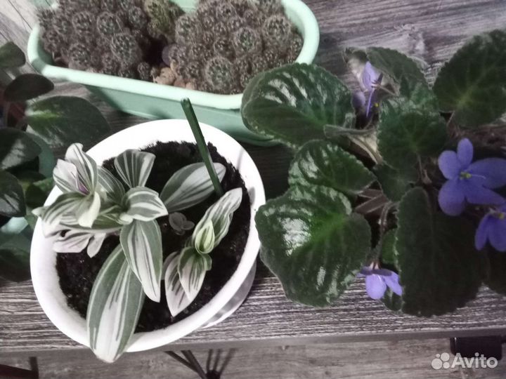 Фиалка в горшках кактус и длугие цветы