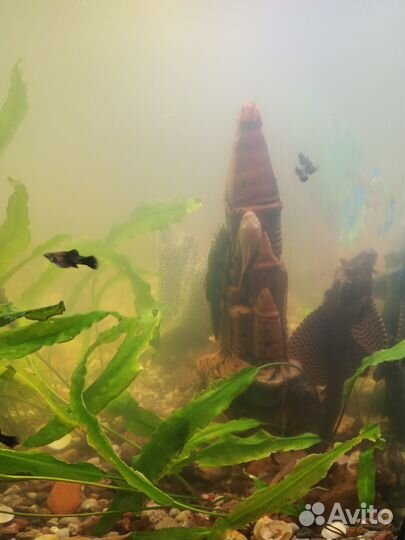 Аквариум с тумбой 240л