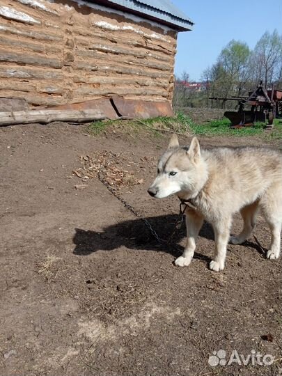 Хаски 3 с лишним года