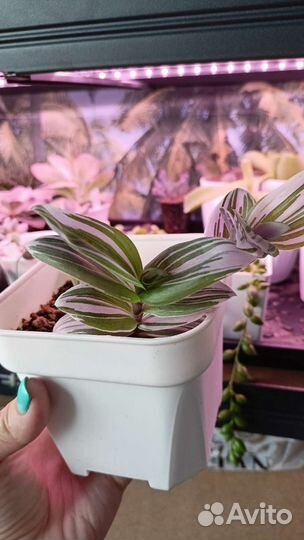 Сеткреазия пурпурная, традесканция