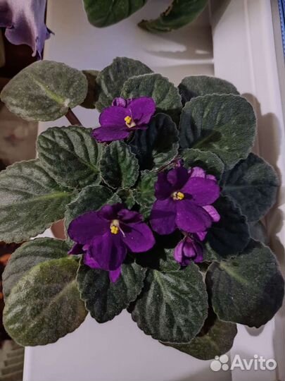 Фиалка фиолетовая