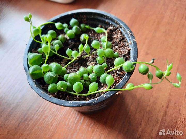 Крестовник роули