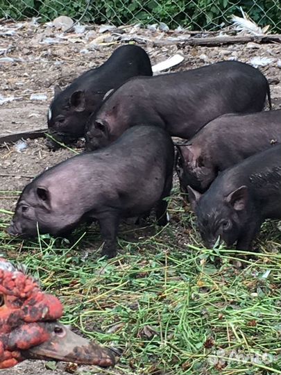 Вьетнамск вислобрюхий поросенок