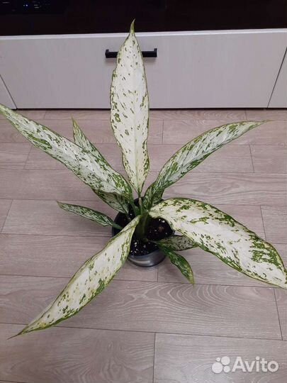 Диффенбахии