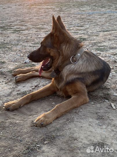 Немецкая овчарка