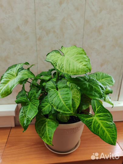 Сингониум Батерфляй