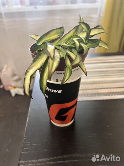 Хойя вайетти триколор