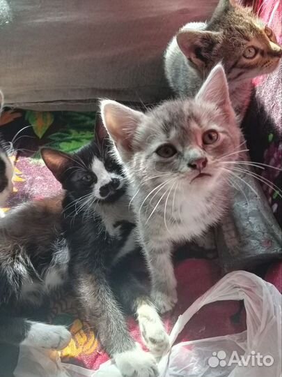 Котята на дачах