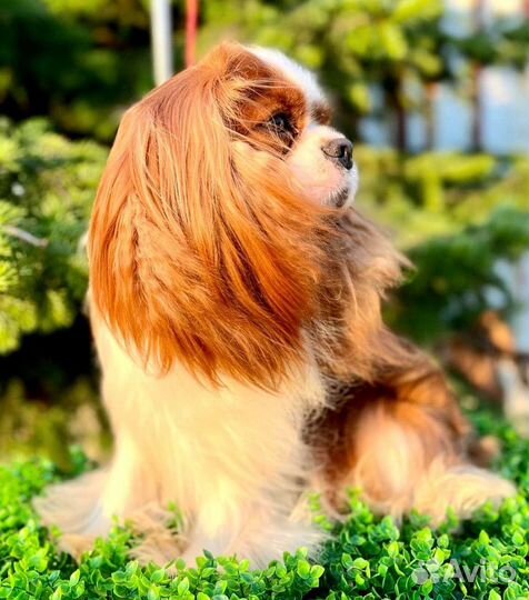 Вязка Кавалер кинг чарльз спаниель