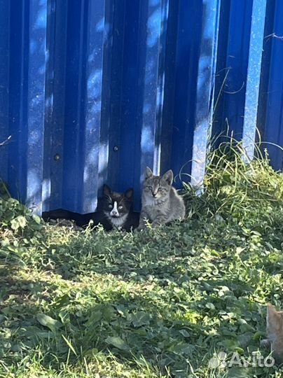 Котята в добрые руки