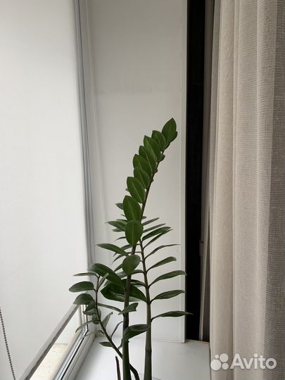 Домашние цветы