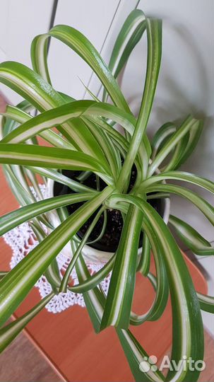 Хлорофитум кудрявый (