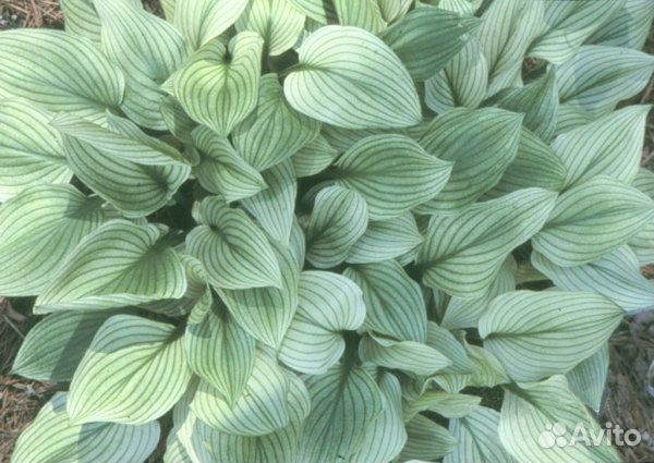 Хосты, Гейхеры, в горшках зкс