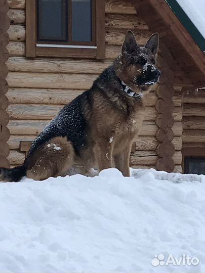 Вязка собак