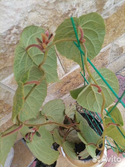 Саженцы киви