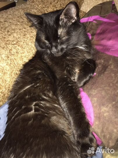 Отдам кота в добрые руки