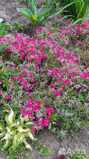 Флокс шиловидный