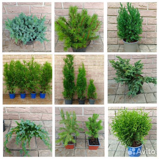 Хвойные растения