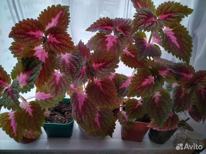 Колеус. Пеперомия.Традесканция.Гинура