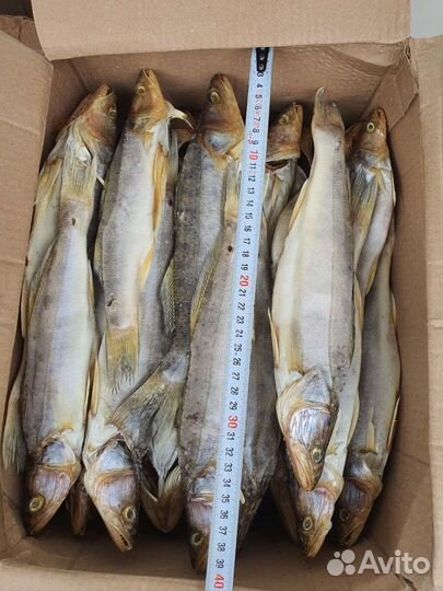 Вообла, тарань, судак, чехонь, лещ, щука, бычок