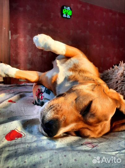 Бигль вязка