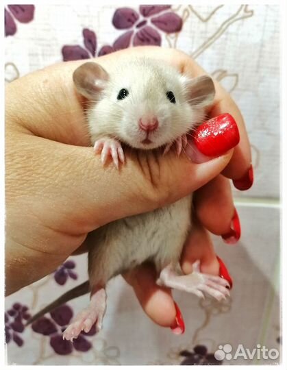 Крыски крысята крысы Домашние ручные ушастые