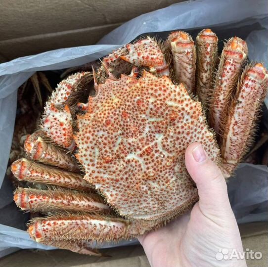 Краб волосатик