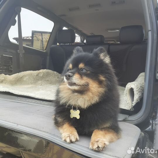 Померанский шпиц