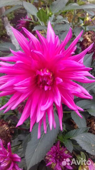 Георгины (куст)