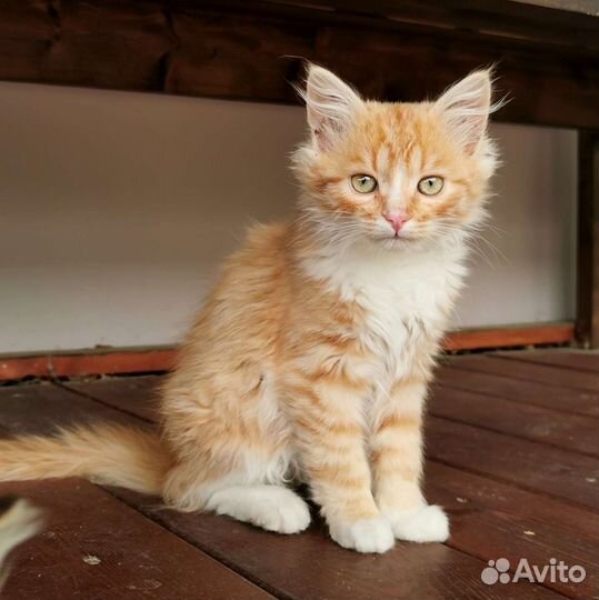 Рыжий котенок в добрые руки