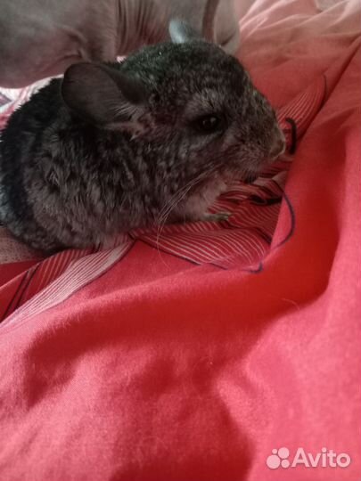 Шиншилла малыш