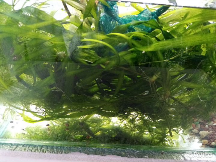 Растения для аквариума после прополки