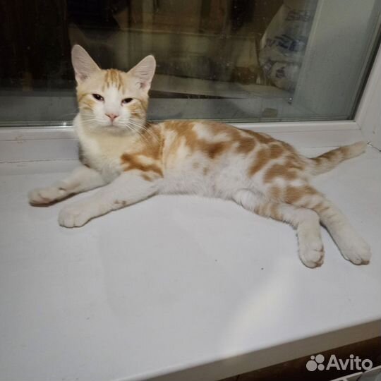 Котенок мальчик