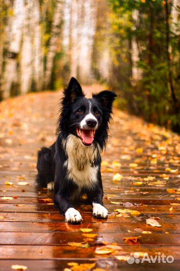 Начинающий фотограф анималист