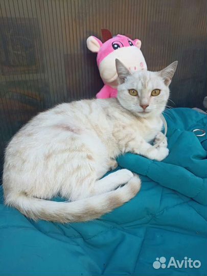 Кошечка стерилизована мама шотландка