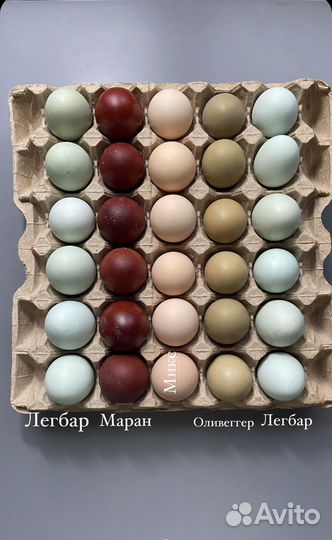 Инкубационное яйцо цветной микс