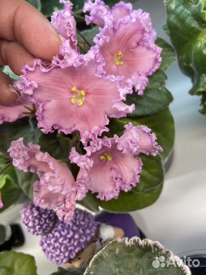 Фиалка детки и пасынки сортовых фиалок