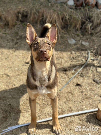 Собака в добрые руки щенок