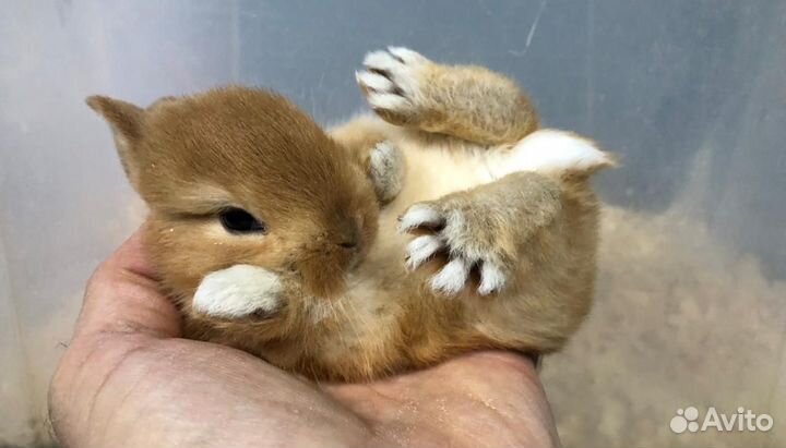 Мини кролики карликовые (заводчики Москвы)