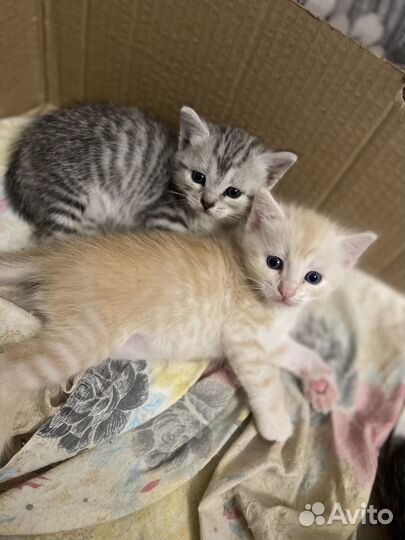 Отдам в добрые руки